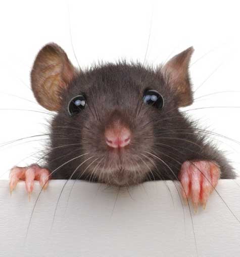 Rodent Pest Control Service In Canberra