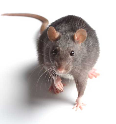 Rodent Control In Canberra